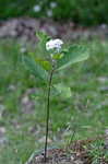 White milkweed